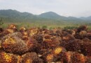 Indonezja przywraca eksport oleju palmowego