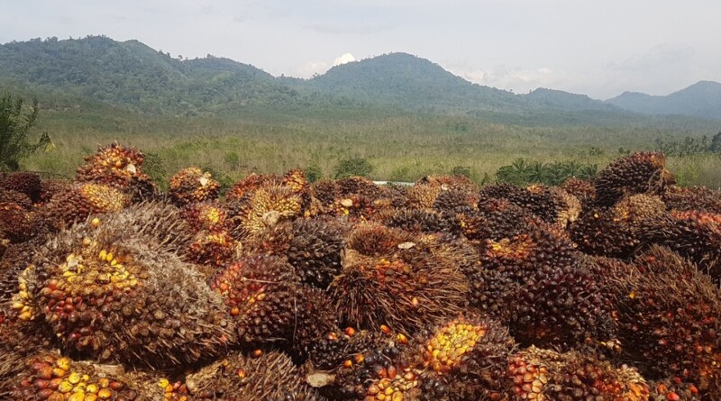 Indonezja przywraca eksport oleju palmowego